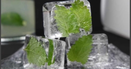 Zitronenmelisse Eiswürfel selber machen - Eismaschinen Tests com - Bild1
