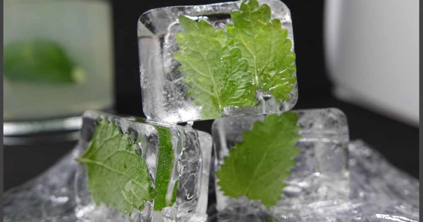 Zitronenmelisse Eiswürfel selber machen - Eismaschinen Tests com - Bild1